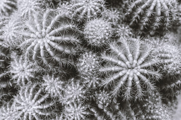 sharp spines of the cactus in black and white.