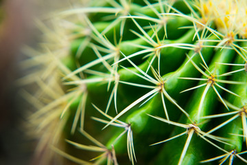 Green cactus and thorns are bright green as a barrier in our lives.