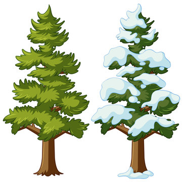 Pine tree in two seasons
