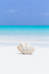 White seashell in pristine maldives beach