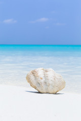 White seashell in pristine maldives beach
