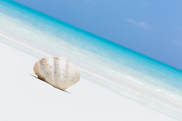 White seashell in pristine maldives beach