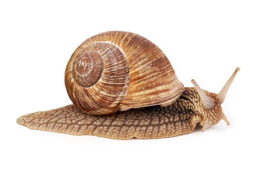 Schnecke Weinbergschnecke (Helix pomatia) isoliert wei&szlig;er Hintergrund