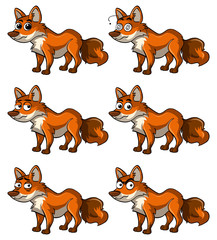 Fox with different facial expressions