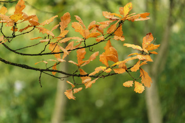 autumn oak tree with orange leaves,