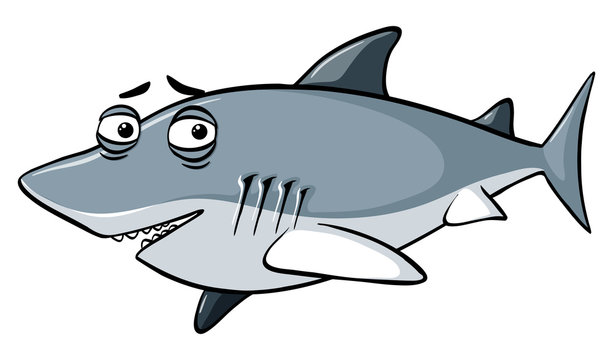 Gray shark with sleepy eyes