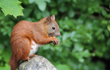 hungriges Eichhörnchen