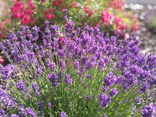 Obraz premium Garden, roses and lavender