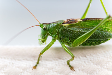 sauterelle en gros plan