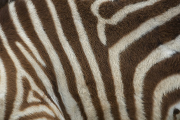zebra skin close up 
