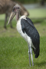Greater Adjutant (Leptoptilos dubius)