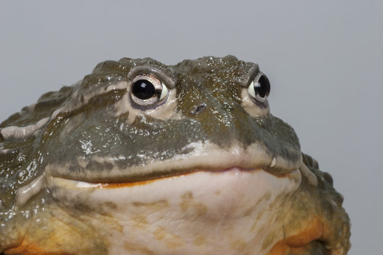 gro&szlig;er afrikanischer Ochsenfrosch Portrait