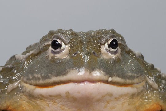 gro&szlig;er afrikanischer Ochsenfrosch frontal