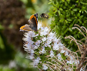 Schmetterling gegen Biene