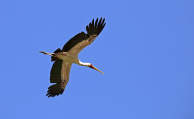 Obraz premium Yellow-billed stork taken in Manyara national park, Tanzania