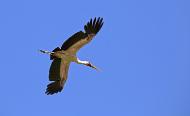 Yellow-billed stork taken in Manyara national park, Tanzania