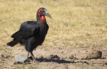 Southern ground hornbill in Manyara national park, Tanzania