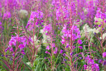 Naklejka premium Beautiful wildflowers on a meadow in Sweden 
