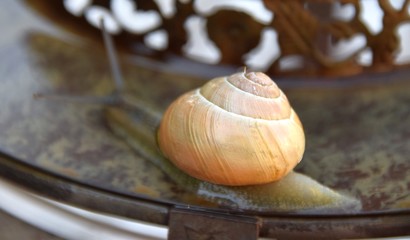 Obraz na płótnie Canvas helle Weinbergschnecke, Gastropoda