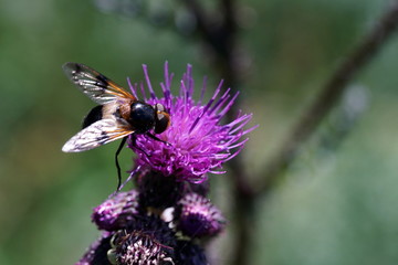 Volucella pellucens