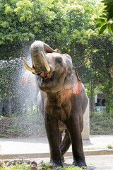 気持ちいいゾウ