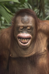 Close up orang-utan