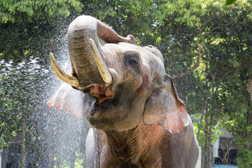 気持ちいいゾウ