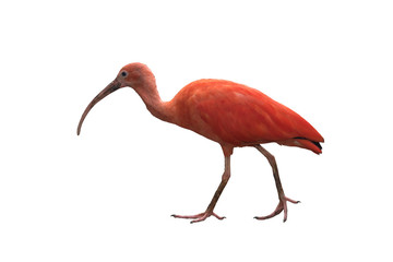 Beautiful bird ,scarlet ibis - obrazy, fototapety, plakaty