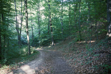 trail in the woods