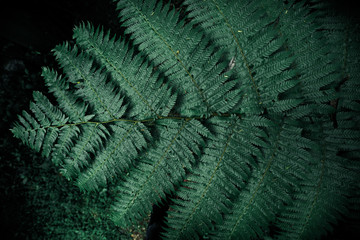 Beautiful fern leaves green raining season in Thailand