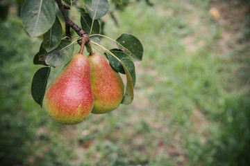 pears on a branch