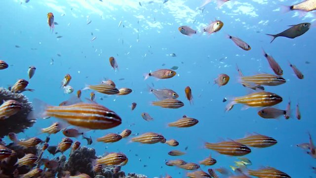 Slender cardinalfish Rhabdamia gracilis swimming underwater in Egypt