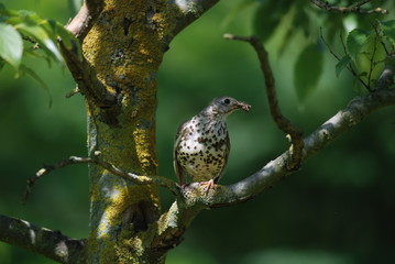 Singdrossel mit Futter