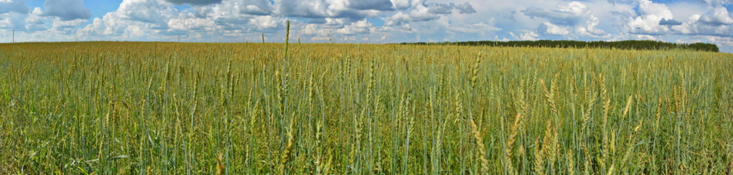big yellow farm agricultural field with ripe wheat with blue sky in the background and the distant dense forest panoramic view