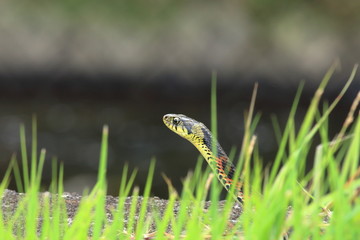 Rhabdophis tigrinus