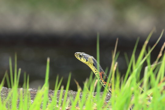 Rhabdophis tigrinus