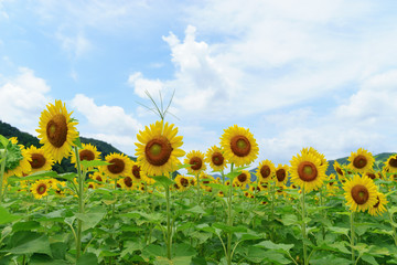 Obraz premium 佐用町 南光ひまわり畑