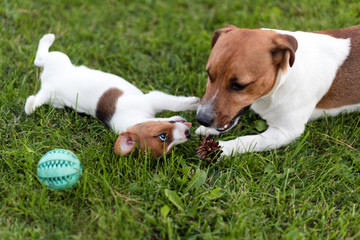 Jack russell dogs playing on grass meadow. Puppy and adult dog outside in the park, summer.