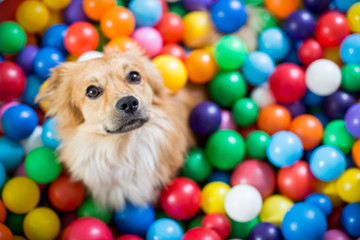 Hund im Bällebad