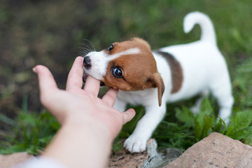 Cheerful puppy Jack Russell terrier playfully biting the fingers of its owner. - obrazy, fototapety, plakaty