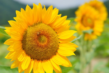 佐用町　南光ひまわり畑　ビンセントクリアオレンジ　STFレンズ