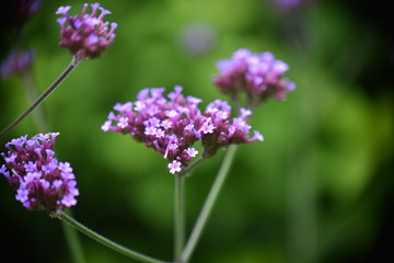 Verbena