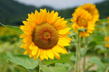 佐用町　南光ひまわり畑　ビンセントクリアオレンジ　STFレンズ