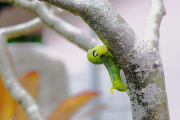 green worm or caterpillar on tree branch
