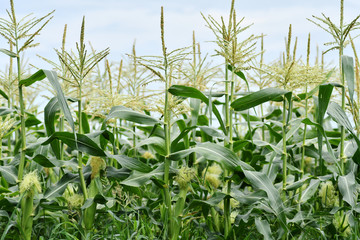 Obraz premium トウモロコシ畑