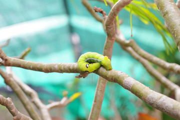 green worm or caterpillar on tree branch
