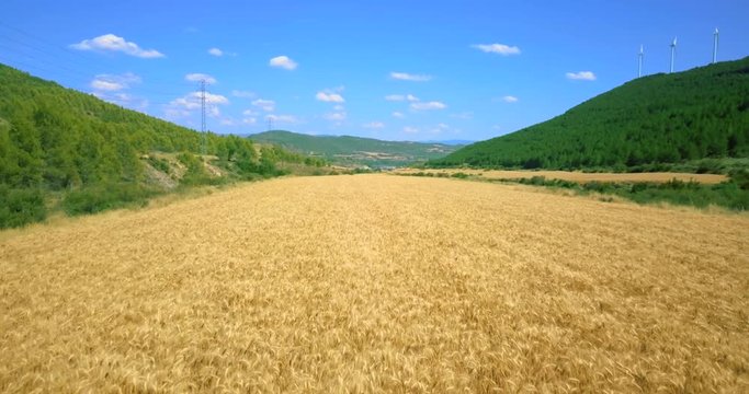 Campo de trigo en valle