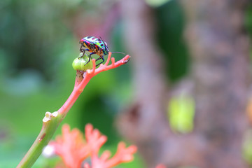 lady bug on  flower in garden