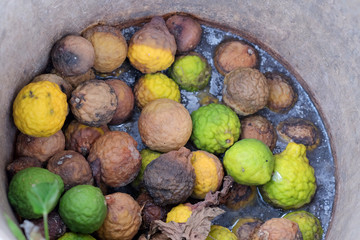 Bergamot in fermentation tank