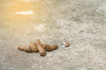 excrement of dog on road